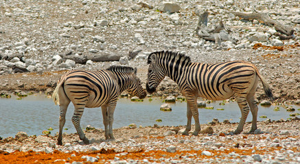 Fototapeta na wymiar Two Burchells Zebra standing infront of a waterhole with their heads close together, Etosha, Namibia, Africa