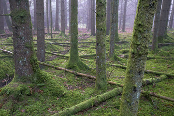 Fototapeta premium Fichtenforst im Heidimoos, einem Naturwaldreservat