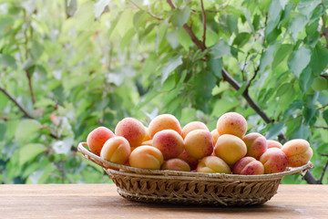 Wicker basket of apricot on a green background, daylight