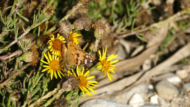 Plain tiger butterfly on a yellow flower in Igroviotopos Moustou par in Greece