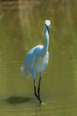 White egret, majestic bird standing in the lake
