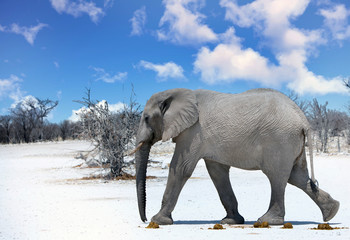 Elephant walking across a dry dusty Road in Etosha with a wispy cloudy sky, Namibia, Southern Africa