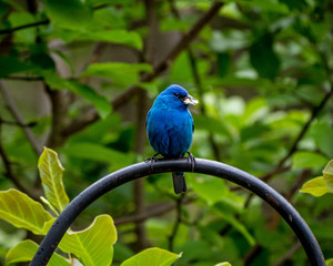 Indigo Bunting