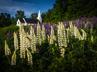 Lupine Field