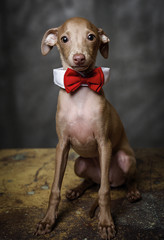 Portrait of little italian greyhound