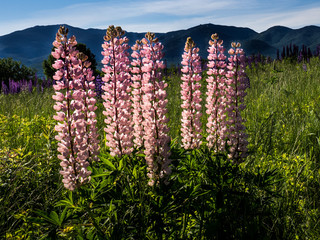 Lupine Field