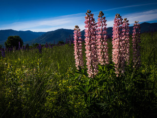 Lupine Field