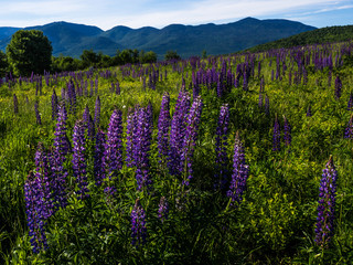 Lupine Field