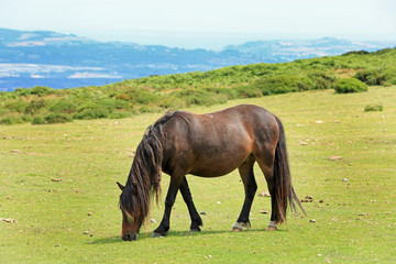 Browm Dartmoor Pony grazing on the open grass in Dartmoor, Devon, England