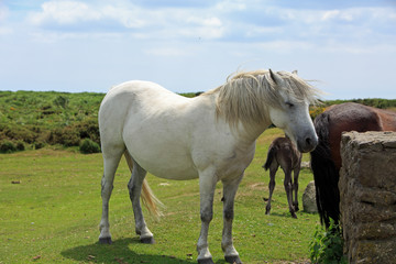White Dartmoor Pony standing on the lush green meadow, in dartmoor national park, devon