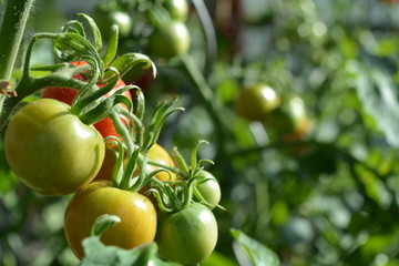 juicy tomatoes