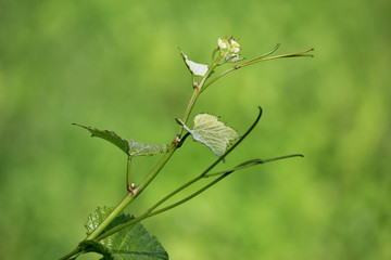 Ranke einer Weinrebe