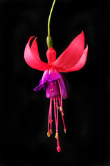 Fuscia flower against black