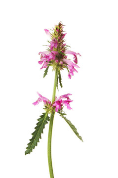 Betony flowers and foliage
