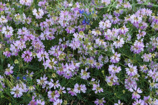Pink flowers top view