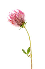 Clover flower and foliage