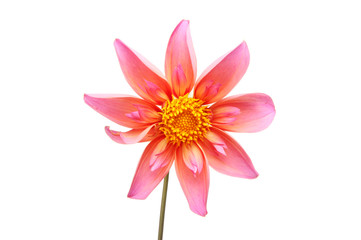 Pink collerette dahlia