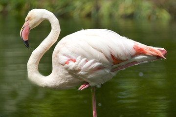 Greater Flamingo standing on one leg with a natural background