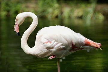 Greater Flamingo with a natural green backgound