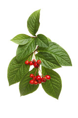 Cotoneaster leaves and berries
