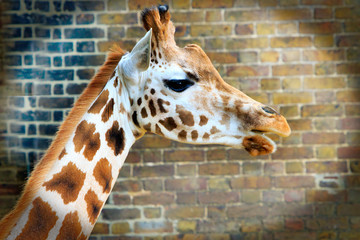 Rothschild Giraffe close up in captivity