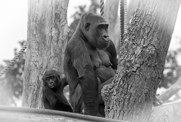 Western Lowland Gorilla Mother and baby resting in a tree unblock & white