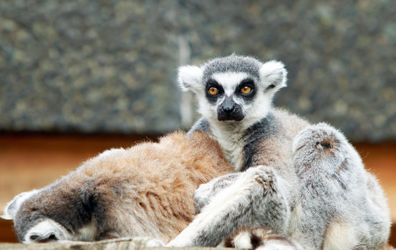 Long tailed lemur looking directly into camera