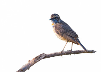 Bluethroat or Luscinia svecica, beautiful bird isolated standing in meadow with white background.