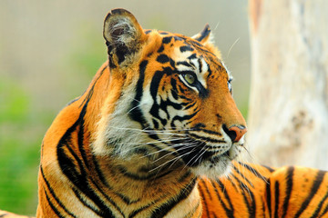 Close up of a Sumatran Tiger Head with a natural bokeh background