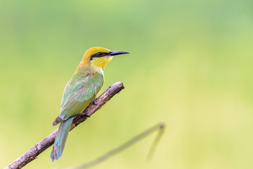 Green Green Bee - eater or little green bee-eater or Merops orientalis, beautiful green bird perching on a branch with green background.