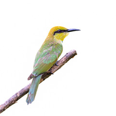 Green Green Bee - eater or little green bee-eater or Merops orientalis, beautiful green bird isolated perching on a branch with white  background.