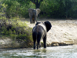 Elephant bull meets another on the zambezi river