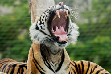 Naklejka premium Close up of a Sumatran Tiger Yawning with a natural green bokeh background