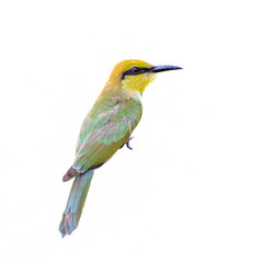 GreenGreen Bee - eater or little green bee-eater or Merops orientalis, beautiful green bird isolated with white  background.