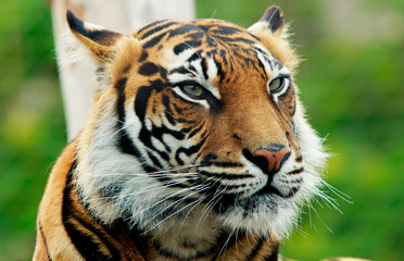 Vibrant close up  image of a sumatran tiger face