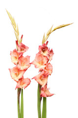Two gladioli flower spikes