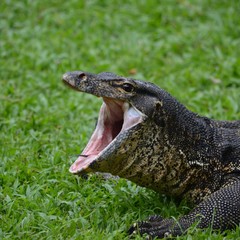 Obraz premium The lizard yawns early in the morning 