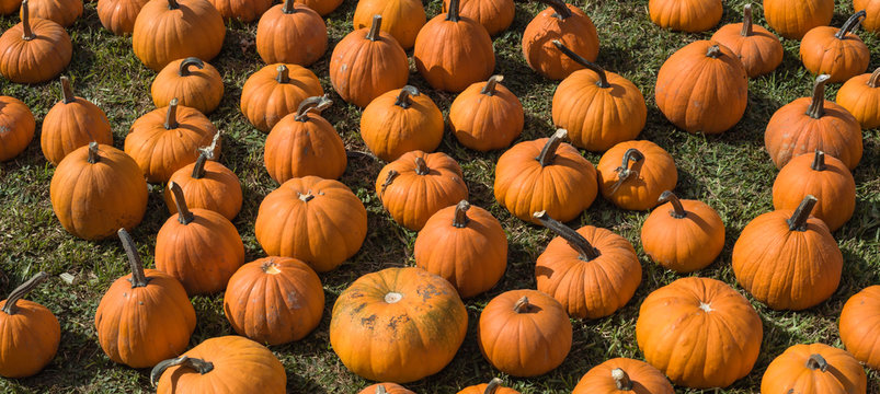 Pumpkin Patch Panorama