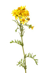 Common Ragwort flowers