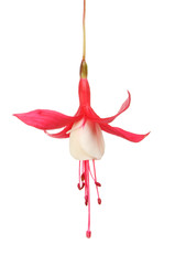 Red and white fuscia