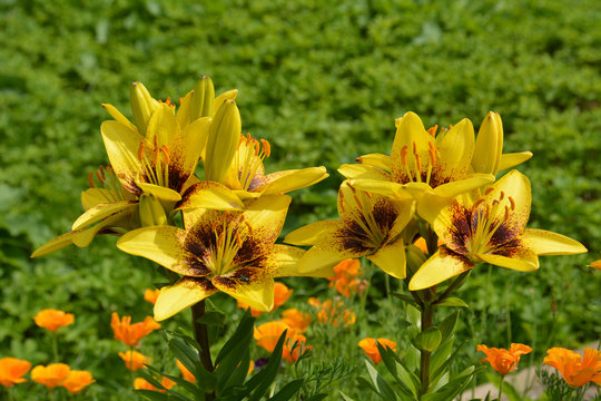 The beauty of flowers. Bush bright yellow Lily blooms in the flower bed in the garden. A close-up photograph