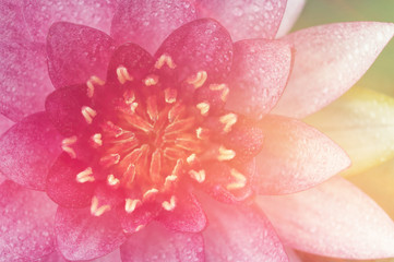 sweet pink lotus in soft and blur style for background