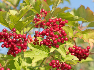 Gewöhnlicher Schneeball, Viburnum opulus