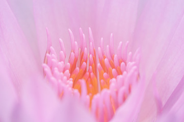 sweet pink lotus in soft and blur style for background