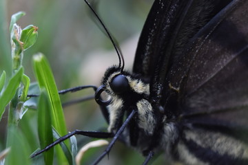 Obraz premium Butterfly