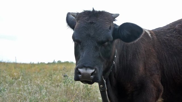 Portrait of a black calf