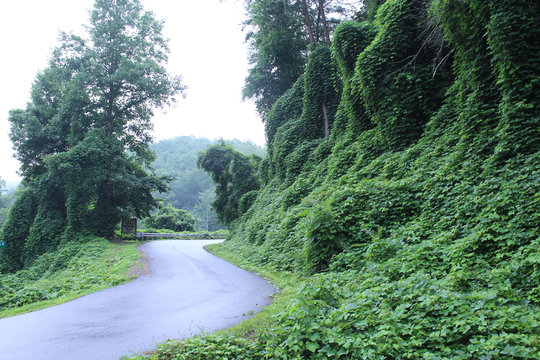 Green Ivy Leaves Invasive Plant Species in the Tennessee Mountain Areas