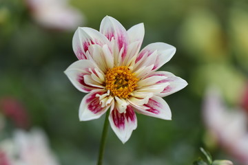Obraz premium dahlia