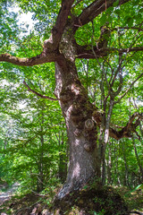 Fototapeta premium Beech tree