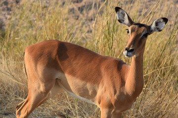 Impala 